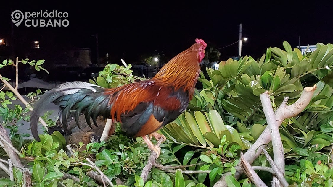 Arrestan a 42 personas relacionadas con peleas de gallos en Miami-Dade