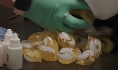 Droga sintética hallada en equipaje de mula (1)
