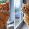Gatos naranja mutación genética (1)