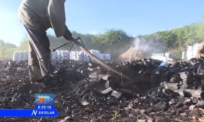 Prometen pagos en dólares para los campesinos cubanos que produzcan carbón, café, cacao y miel
