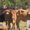 Roban vacas en Holguín y piden 60.000 mil pesos de recompensa