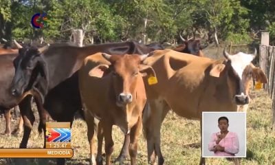 Roban vacas en Holguín y piden 60.000 mil pesos de recompensa