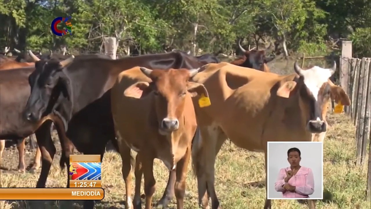 Roban vacas en Holguín y piden 60.000 mil pesos de recompensa