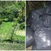 Sembrado de marihuana
