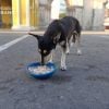 Arrestan a dos hombres cuando movilizaban cientos de libras de carne de perro y gato en Ciego de Ávila