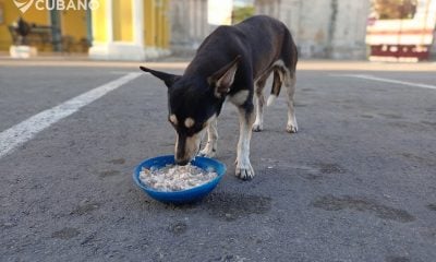 Arrestan a dos hombres cuando movilizaban cientos de libras de carne de perro y gato en Ciego de Ávila