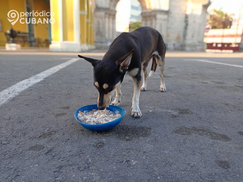 Arrestan a dos hombres cuando movilizaban cientos de libras de carne de perro y gato en Ciego de Ávila