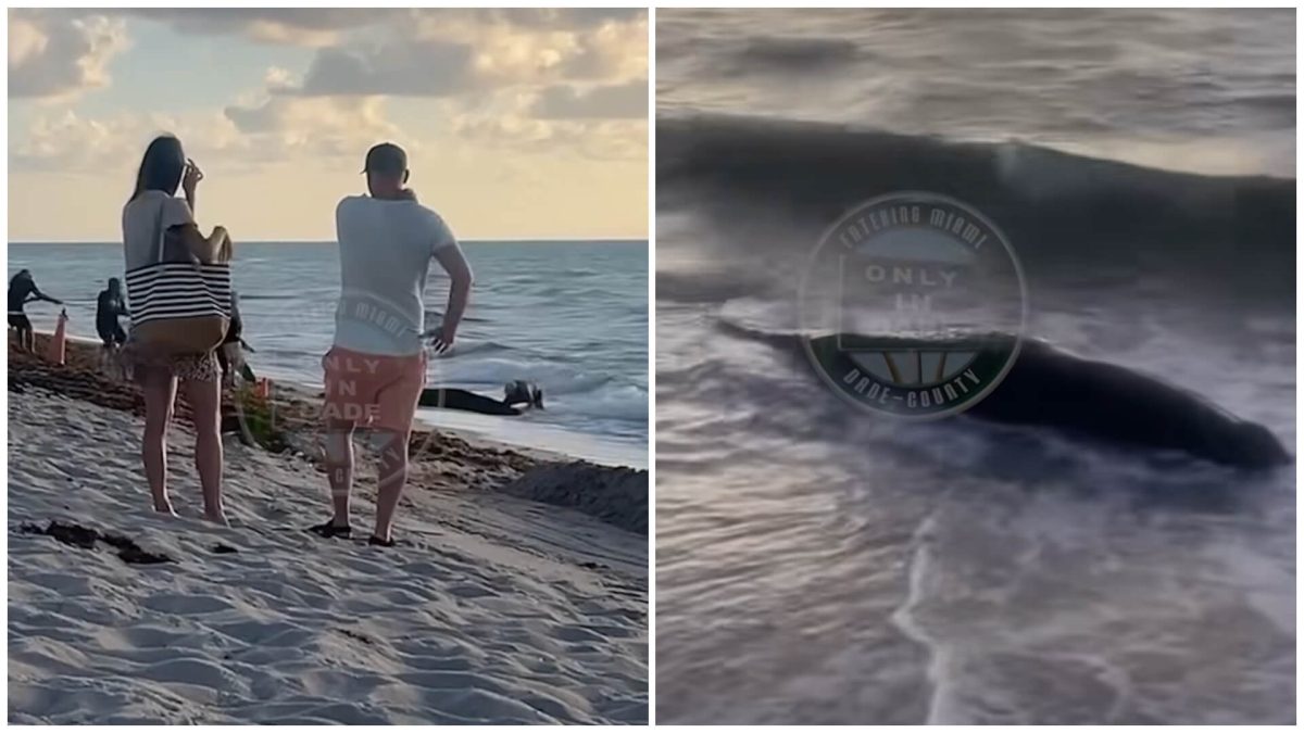 Cachalote varado en las playas de Miami (1)