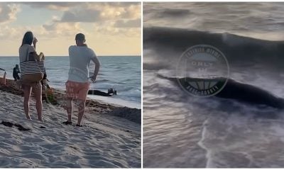 Cachalote varado en las playas de Miami (1)
