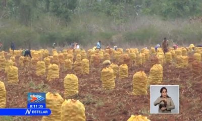 Campesinos cubanos culpan al gobierno por el fracaso de la cosecha de papa