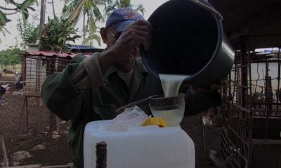 Gobierno cubano sin capacidad para distribuir leche a más de 5.000 niños en Matanzas 5