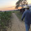 Pinar del Río pierde más de 385 hectáreas de tabaco por la crisis energética