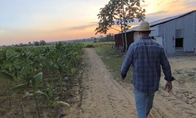 Pinar del Río pierde más de 385 hectáreas de tabaco por la crisis energética