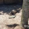 Tortuga de Galápagos del Zoológico de Miami se convierte en padre por primera vez a los 134 años
