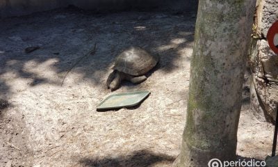 Tortuga de Galápagos del Zoológico de Miami se convierte en padre por primera vez a los 134 años
