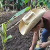 Agricultura cubana espera por fertilizante ruso como una opción casi milagrosa
