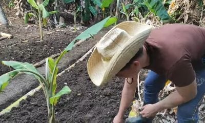 Agricultura cubana espera por fertilizante ruso como una opción casi milagrosa