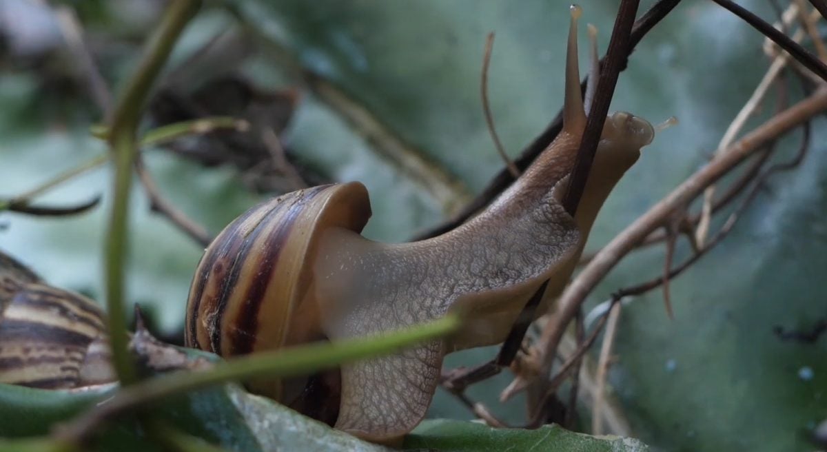 Cuba enfrenta la amenaza de cuatro de las especies invasoras más peligrosas de América Latina