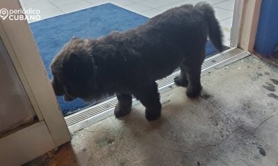 Deportaciones masivas de migrantes saturan refugios de perros y gatos en Florida