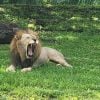 Fallece el icónico León macho “Jabari” en el zoológico de Miami