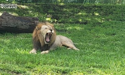 Fallece el icónico León macho “Jabari” en el zoológico de Miami