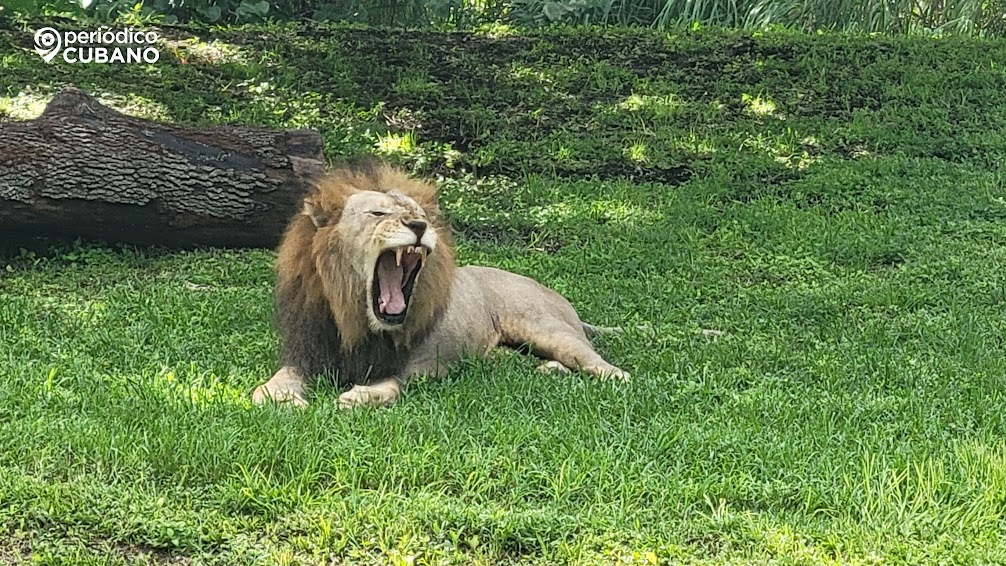 Fallece el icónico León macho “Jabari” en el zoológico de Miami