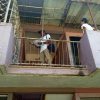 MINSAP reconoce brote de chikungunya en un poblado de Perico, Matanzas