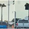 Palmera por Florida