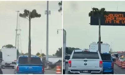 Palmera por Florida