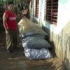 Productores de carbón vegetal reportan pérdidas millonarias por trabas estatales que impiden exportación