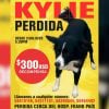 Recompensa de 300 dólares familia en La Habana busca a su perrita perdida