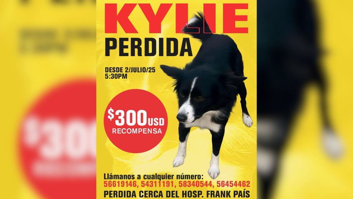 Recompensa de 300 dólares familia en La Habana busca a su perrita perdida