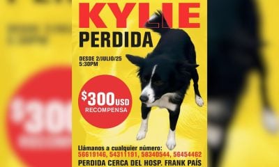Recompensa de 300 dólares familia en La Habana busca a su perrita perdida