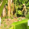 Cubadebate dice que ante la caída del turismo, la agricultura no tiene a quien venderle su excedente