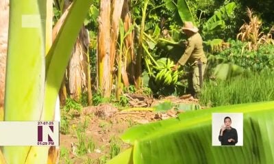 Cubadebate dice que ante la caída del turismo, la agricultura no tiene a quien venderle su excedente