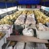 Decomisan toneladas de plátanos en Granma y los cubanos enfurecen