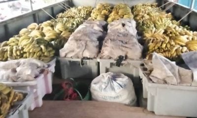Decomisan toneladas de plátanos en Granma y los cubanos enfurecen