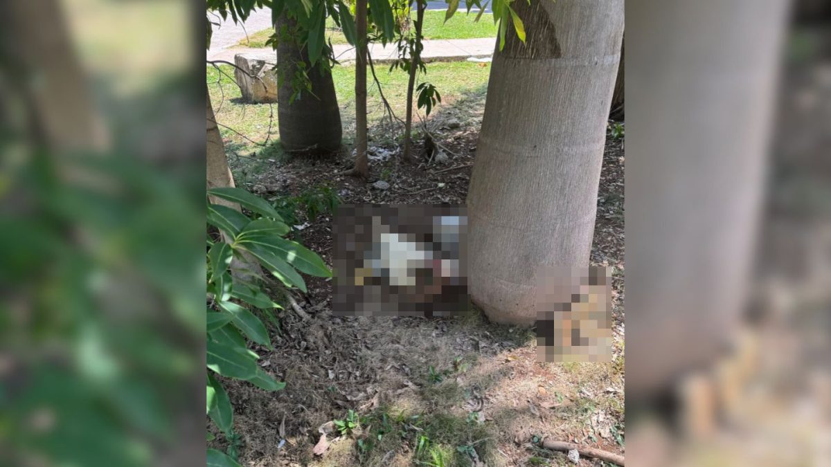 Denuncia sacrificio de animales frente a una iglesia católica en La Habana (13)