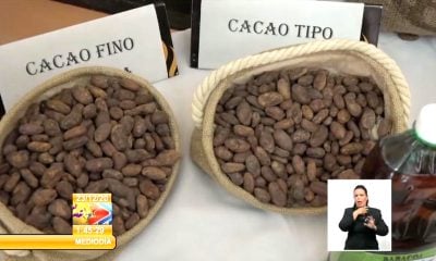 Gobierno crea empresa mixta para sacar a los campesinos del negocio del cacao en Baracoa