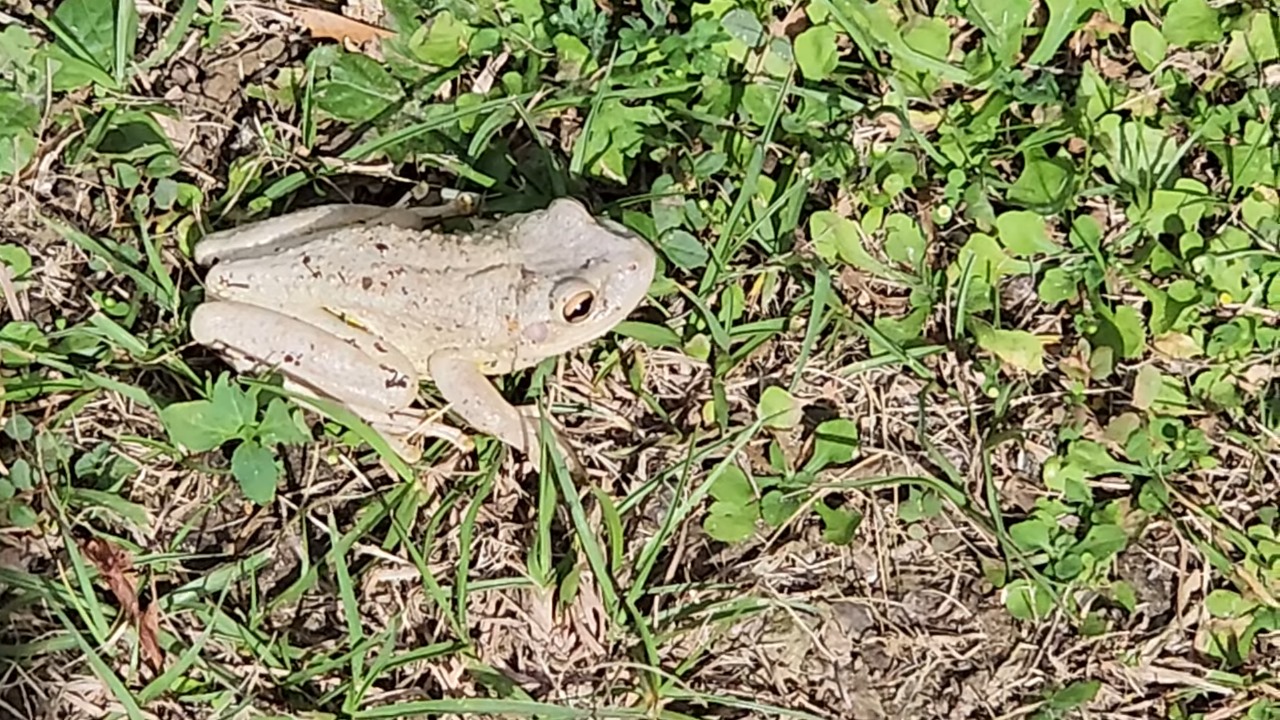Puerto Rico se queja de las ranas cubanas “se comen todo lo que les quepa en la boca”
