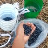 Regresan los frijoles a la bodega: Solo una libra por persona y a 196 CUP