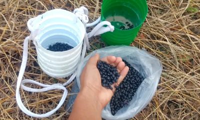 Regresan los frijoles a la bodega: Solo una libra por persona y a 196 CUP