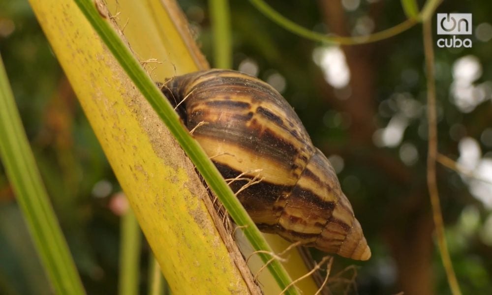 Reportan plaga de caracol gigante africano en Camagüey y La Habana