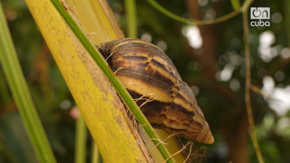 Reportan plaga de caracol gigante africano en Camagüey y La Habana