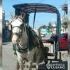 Violento robo en Santiago de Cuba delincuentes despojan a jóvenes cocheros de su caballo (1)