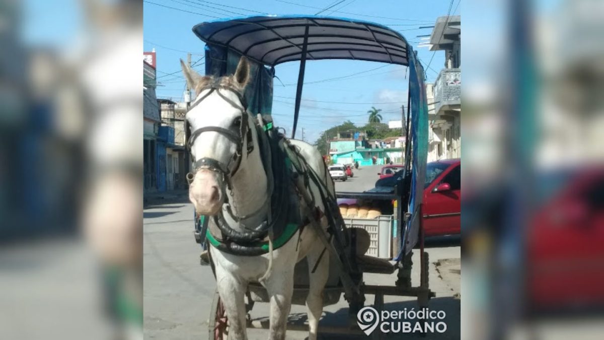 Violento robo en Santiago de Cuba delincuentes despojan a jóvenes cocheros de su caballo (1)