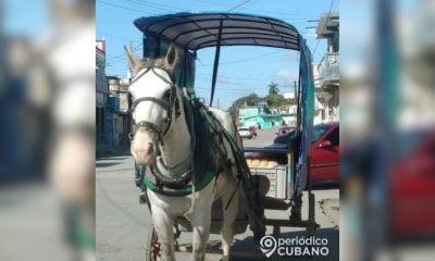 Violento robo en Santiago de Cuba delincuentes despojan a jóvenes cocheros de su caballo (1)