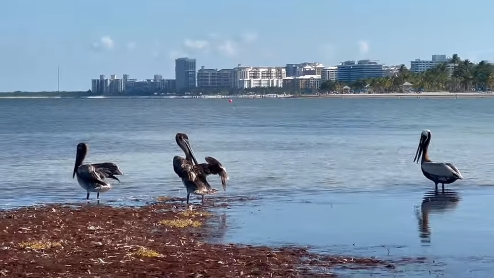 Emiten alerta de salud pública por presencia de bacteria enterococo en dos playas de Miami-Dade (2)