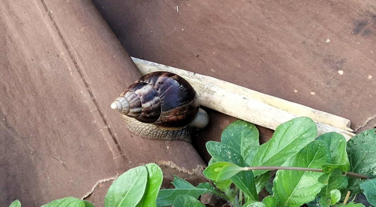 Caracol gigante africano se expande sin control en la provincia de Camagüey3