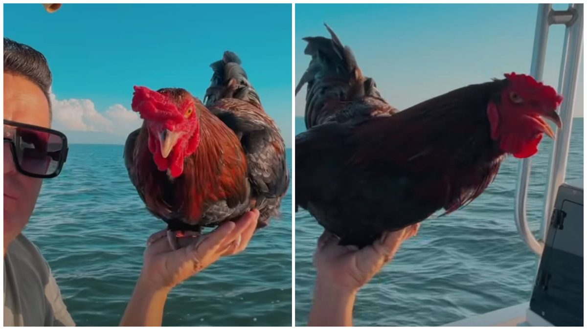 Cubano encuentra gallo en alta mar